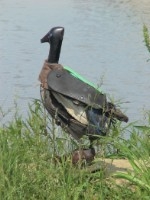 &quot;Shoe Ducks&quot;